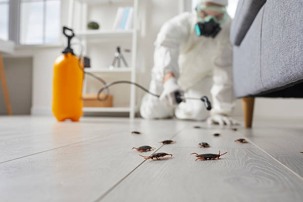 Affordable Cockroach Control solutions in Pine Manor, FL